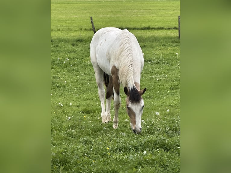 Pintos Mix Hengst 1 Jahr 152 cm Tobiano-alle-Farben in Buchen (Odenwald)