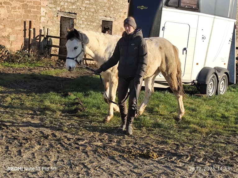 Pintos Mix Hengst 1 Jahr 152 cm Tobiano-alle-Farben in Buchen (Odenwald)