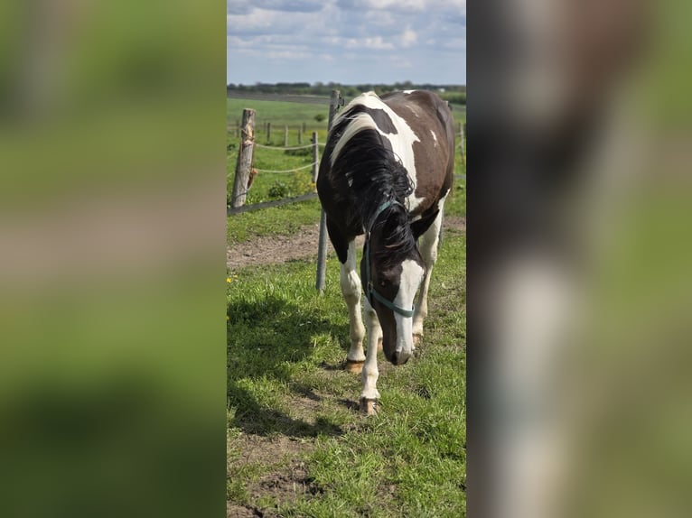 Pintos Mix Hengst 1 Jahr 168 cm Schecke in Jürgenshagen