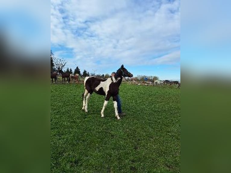 Pintos Mix Hengst 1 Jahr 170 cm Schecke in Jürgenshagen