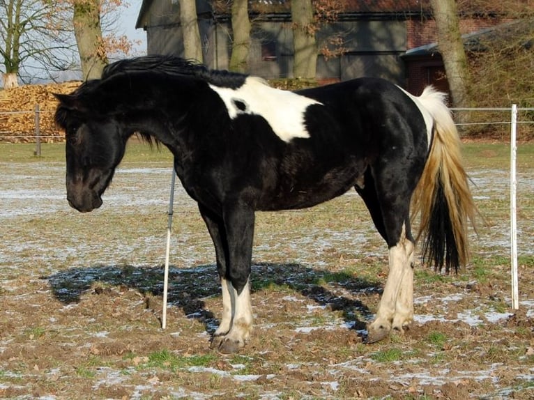 Pintos Hengst 25 Jaar 146 cm Tobiano-alle-kleuren in Barver