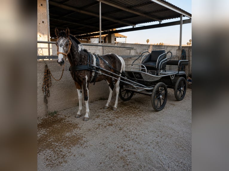 Pintos Hengst 2 Jaar 148 cm Gevlekt-paard in Alzira