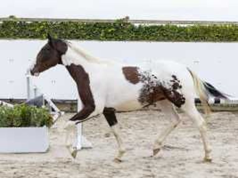 Pintos Hengst 2 Jaar 159 cm Gevlekt-paard in Waddinxveen