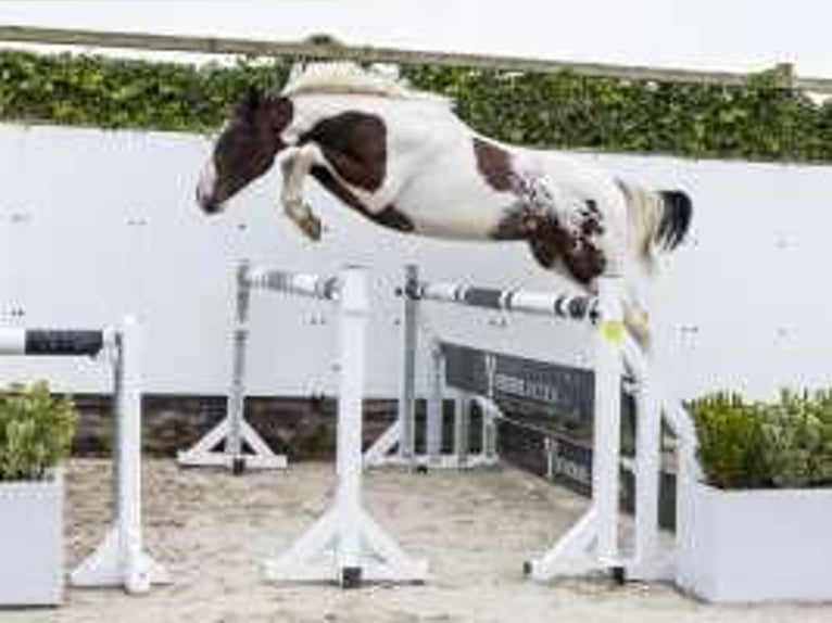 Pintos Hengst 2 Jaar 159 cm Gevlekt-paard in Waddinxveen