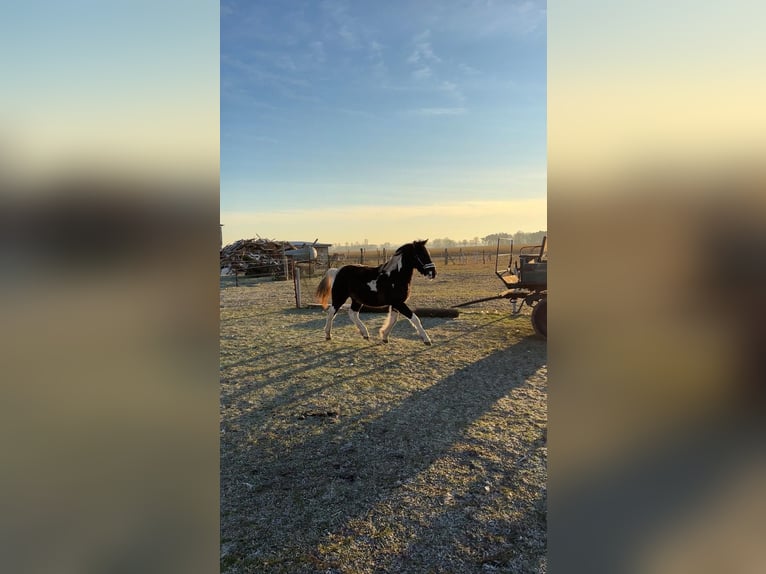 Pintos Mix Hengst 2 Jahre 150 cm Schecke in Wilhelmsburg