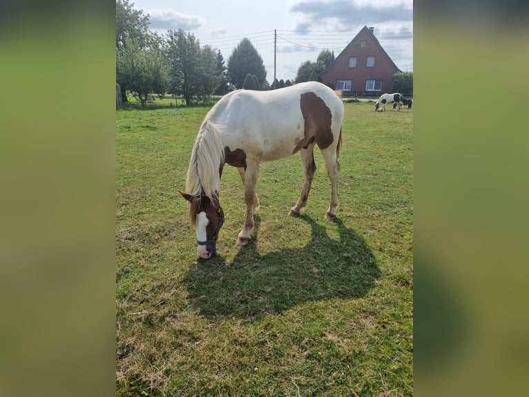 Pintos Hengst 2 Jahre 155 cm Schecke in Rees