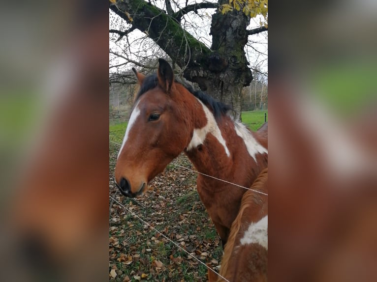 Pintos Hengst 2 Jahre 160 cm Tobiano-alle-Farben in Berlingerode