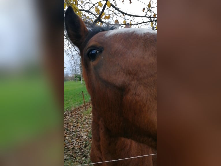 Pintos Hengst 2 Jahre 160 cm Tobiano-alle-Farben in Berlingerode