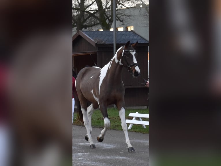 Pintos Hengst 3 Jaar 155 cm Gevlekt-paard in WesterstedE