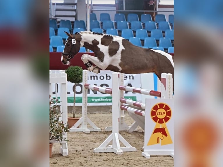 Pintos Hengst 3 Jaar 155 cm Gevlekt-paard in WesterstedE