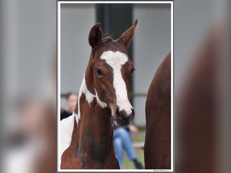 Pintos Hengst 3 Jaar 155 cm Gevlekt-paard in WesterstedE