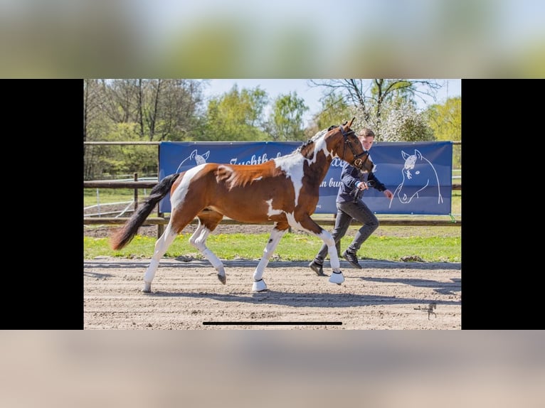 Pintos Hengst 3 Jaar 155 cm Gevlekt-paard in WesterstedE