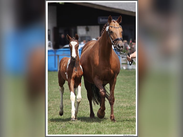 Pintos Hengst 3 Jaar 155 cm Gevlekt-paard in WesterstedE