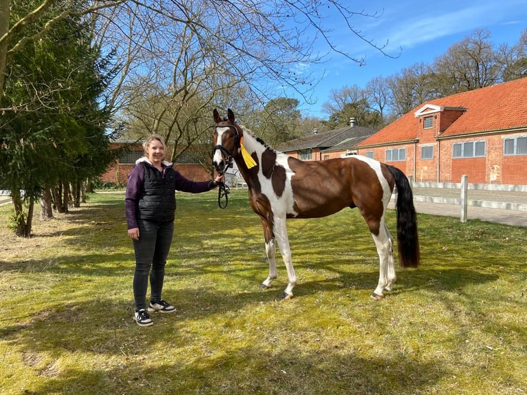 Pintos Hengst 3 Jaar 155 cm Gevlekt-paard in WesterstedE