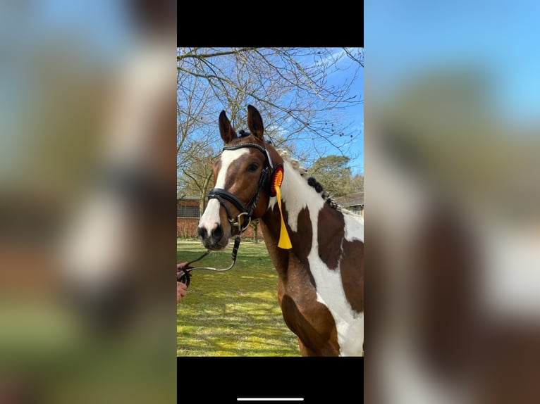 Pintos Hengst 3 Jaar 155 cm Gevlekt-paard in WesterstedE