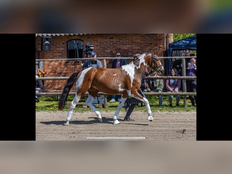 Pintos Hengst 3 Jaar 155 cm Gevlekt-paard in WesterstedE