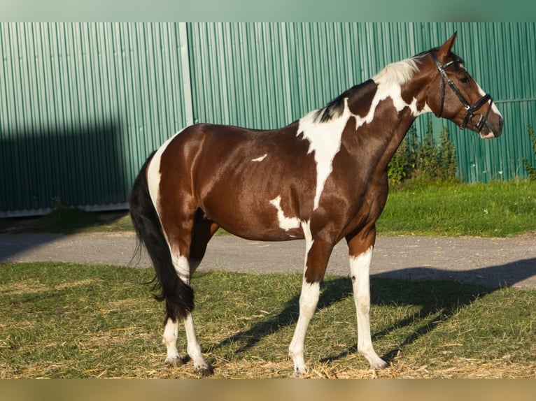 Pintos Hengst 3 Jaar 155 cm Gevlekt-paard in WesterstedE