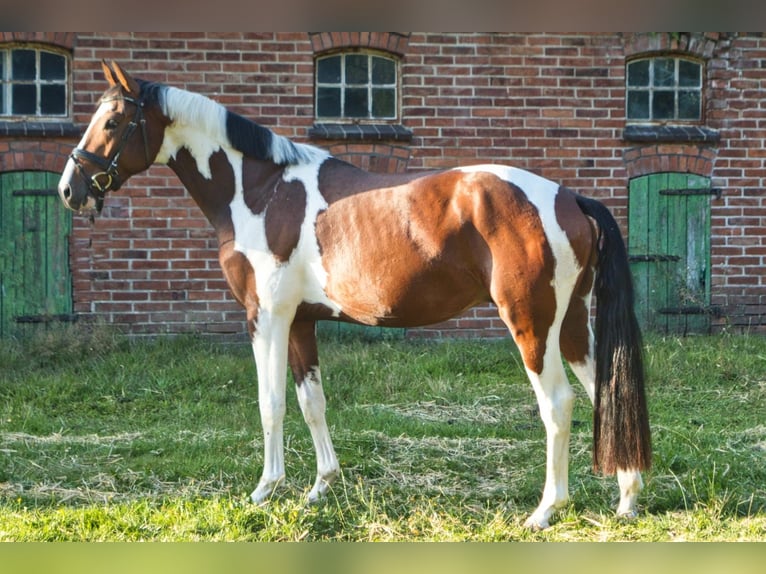 Pintos Hengst 3 Jaar 155 cm Gevlekt-paard in WesterstedE