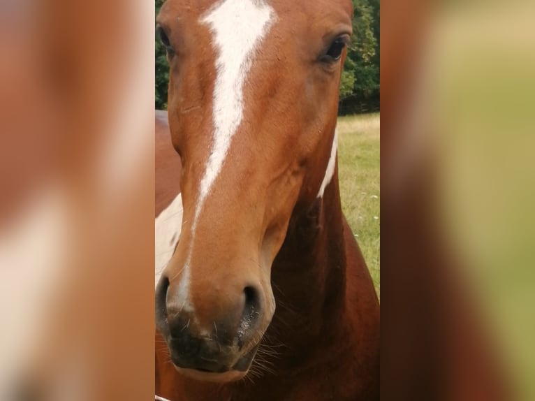 Pintos Hengst 3 Jaar 160 cm Gevlekt-paard in Berlingerode