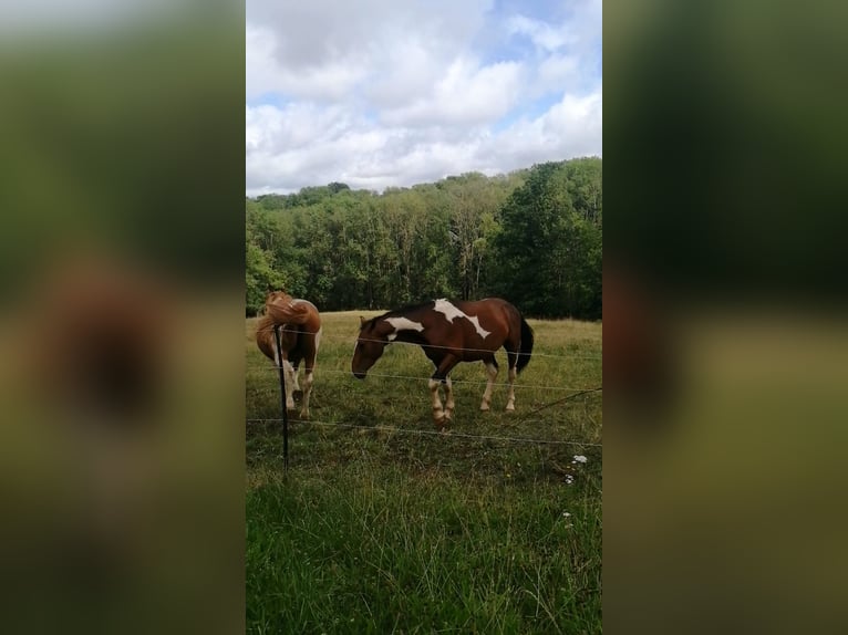 Pintos Hengst 3 Jaar 160 cm Gevlekt-paard in Berlingerode