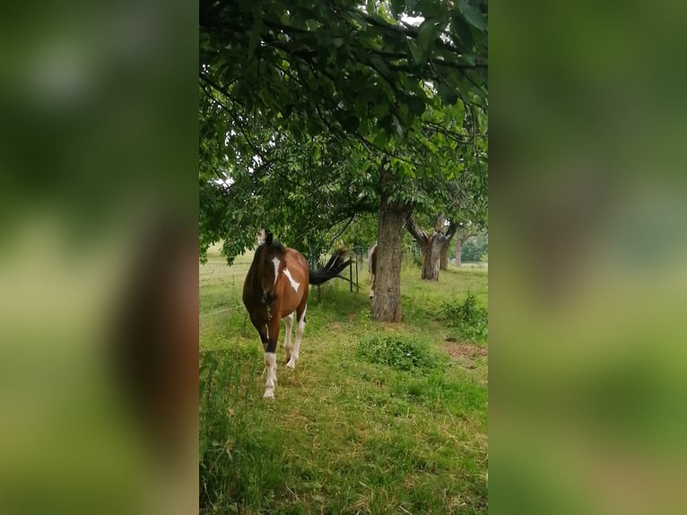 Pintos Hengst 3 Jaar 160 cm Gevlekt-paard in Berlingerode