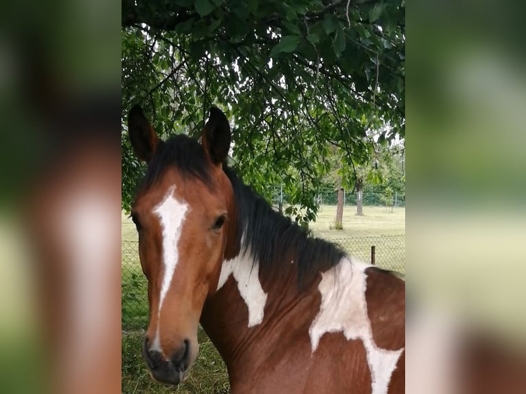 Pintos Hengst 3 Jaar 160 cm Gevlekt-paard in Berlingerode