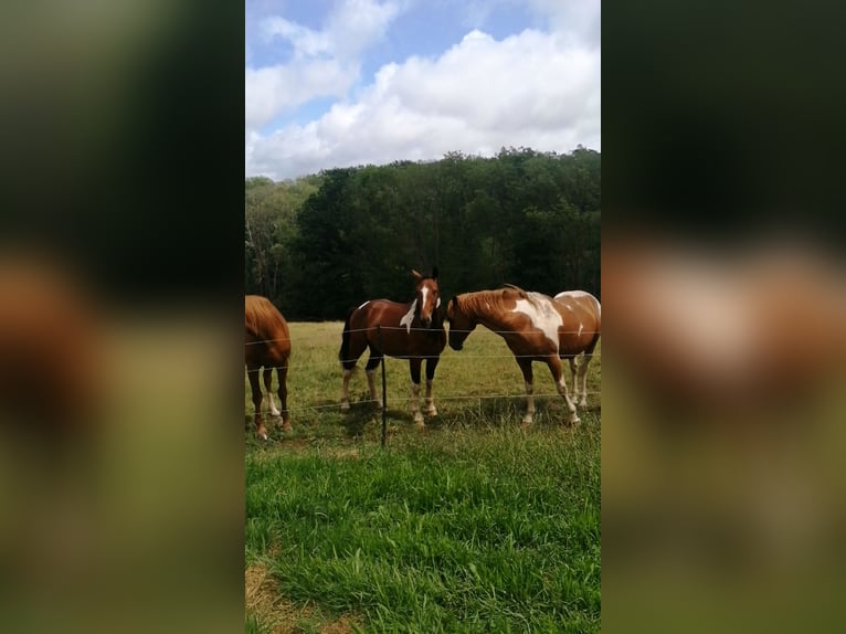 Pintos Hengst 3 Jaar 160 cm Gevlekt-paard in Berlingerode