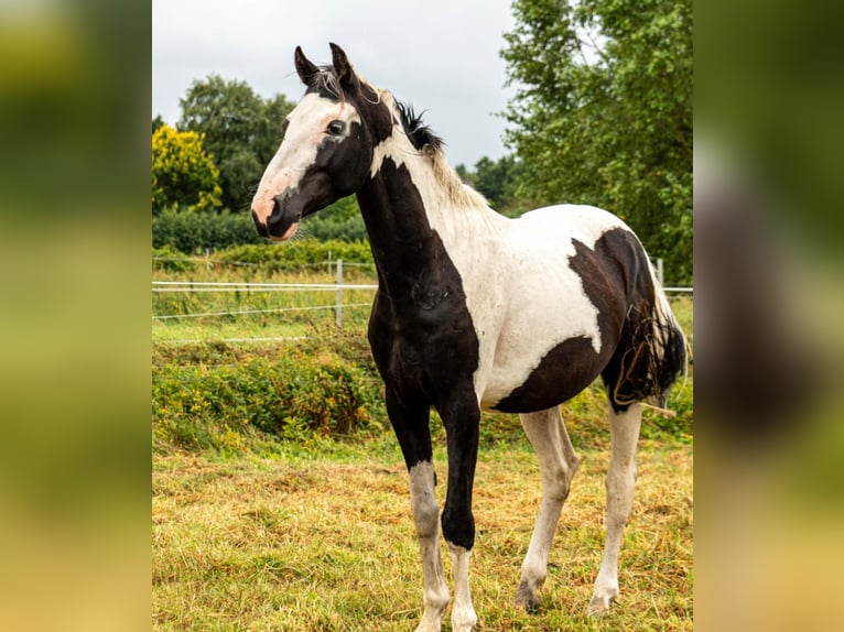 Pintos Hengst 3 Jahre 150 cm Schecke in Großheide