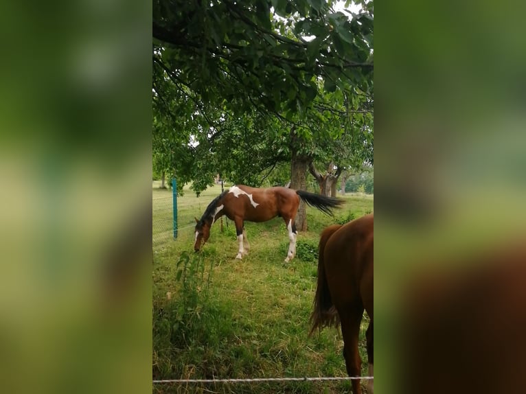 Pintos Hengst 3 Jahre 160 cm Schecke in Berlingerode