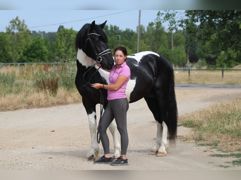 Pintos Mix Hengst 3 Jahre 162 cm Schecke in Abda