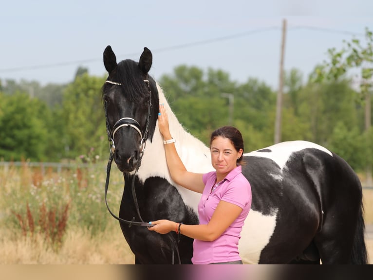 Pintos Mix Hengst 3 Jahre 162 cm Schecke in Abda