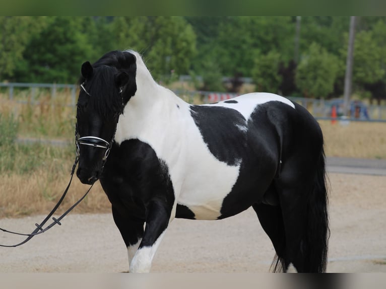 Pintos Mix Hengst 3 Jahre 162 cm Schecke in Abda