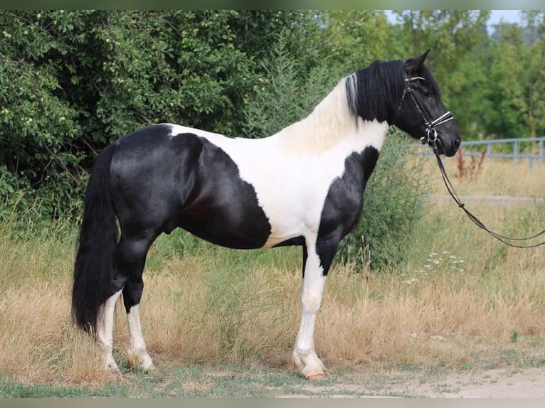 Pintos Mix Hengst 3 Jahre 162 cm Schecke in Abda