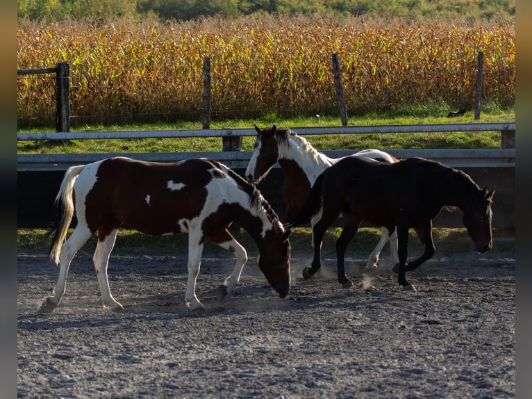 Pintos Mix Hengst 3 Jahre Tobiano-alle-Farben in Kappelen