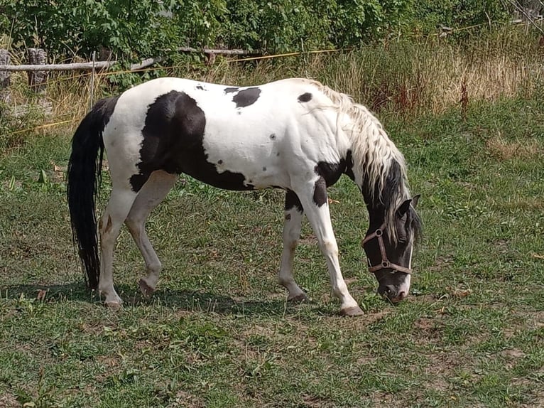 Pintos Hengst 4 Jaar 153 cm Gevlekt-paard in Laubach