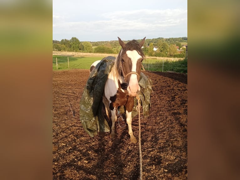 Pintos Hengst 4 Jaar 153 cm Gevlekt-paard in Laubach