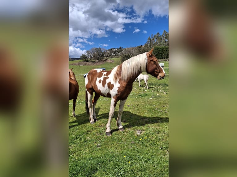 Pintos Hengst 4 Jaar Gevlekt-paard in Arredondo