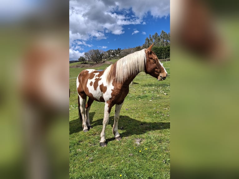 Pintos Hengst 4 Jaar Gevlekt-paard in Arredondo