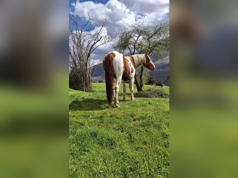Pintos Hengst 4 Jaar Gevlekt-paard in Arredondo