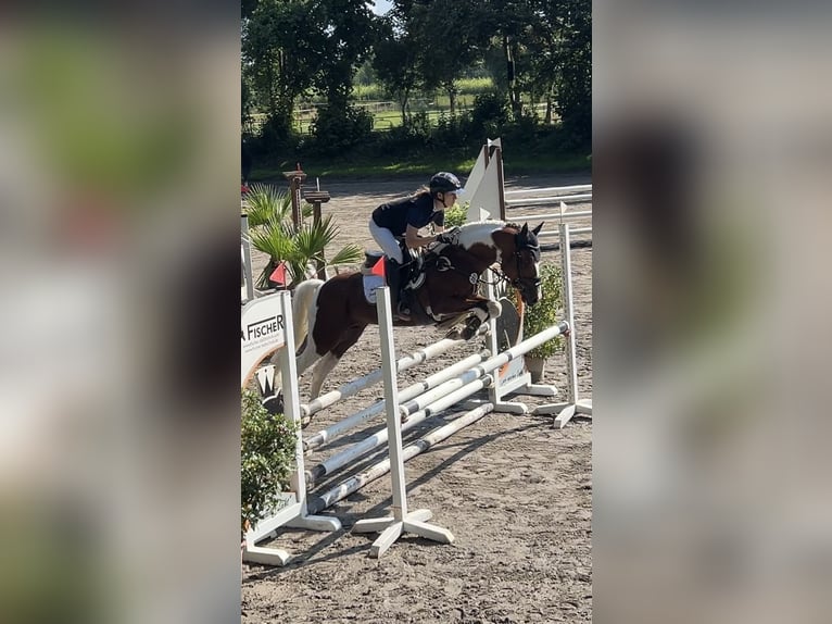 Pintos Hengst 5 Jahre 147 cm Schecke in Schierensee