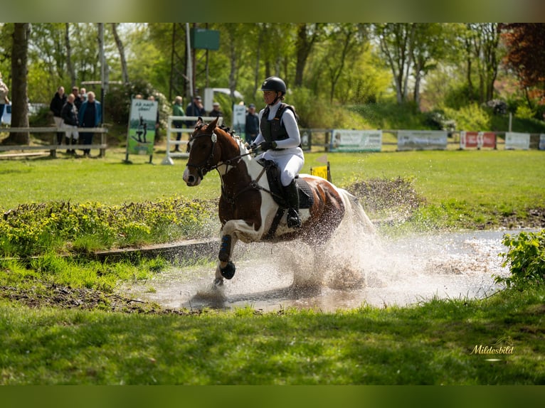Pintos Hengst 5 Jahre 165 cm Schecke in Leer (Ostfriesland)