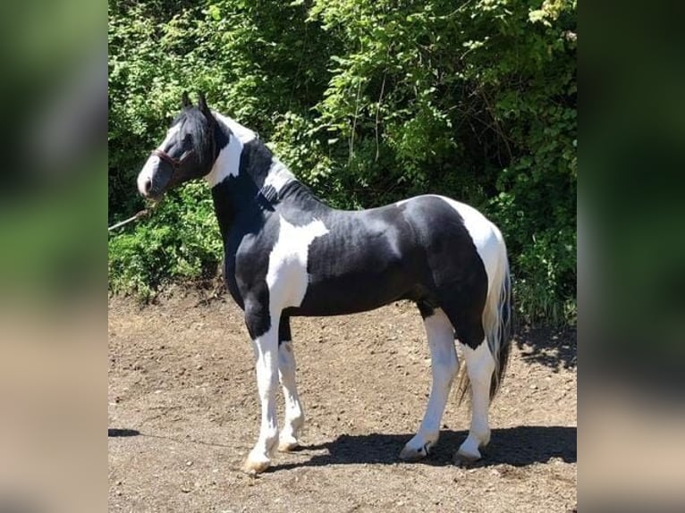 Pintos Hengst 5 Jahre 167 cm Schecke in Carde&#xF1;a