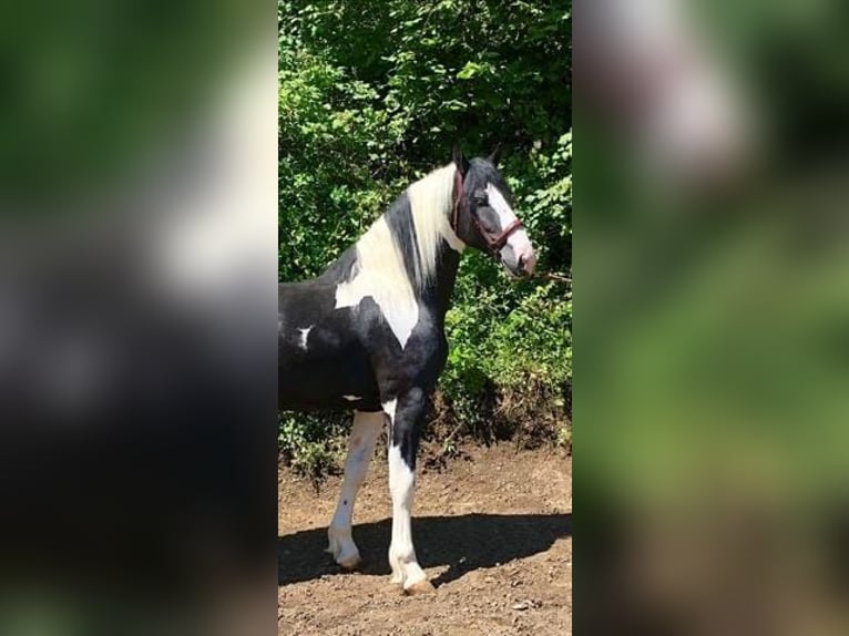 Pintos Hengst 5 Jahre 167 cm Schecke in Carde&#xF1;a