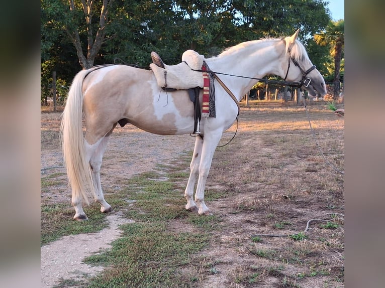 Pintos Mix Hengst 7 Jaar 160 cm Palomino in Santiago De Compostela