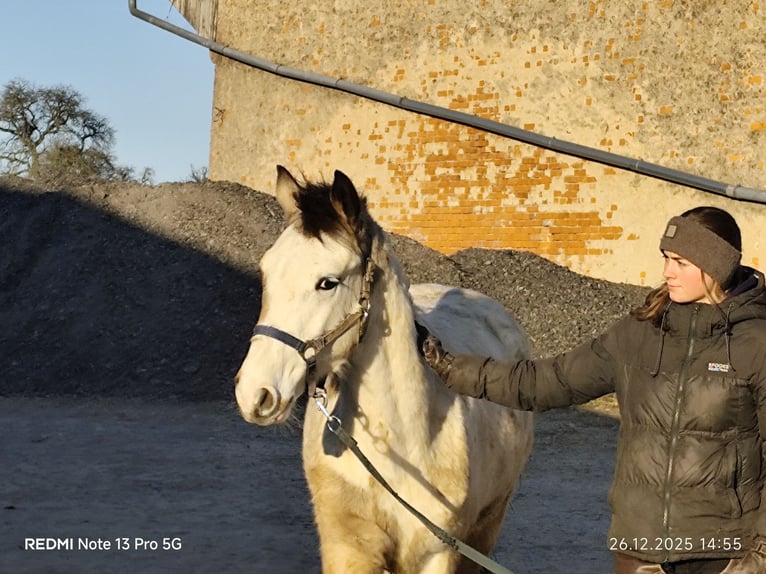 Pintos Mix Hengst Fohlen (01/2025) 152 cm Tobiano-alle-Farben in Buchen (Odenwald)