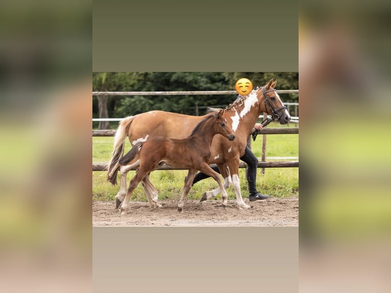Pintos Hengst Fohlen (06/2025) 160 cm Dunkelbrauner in Holste