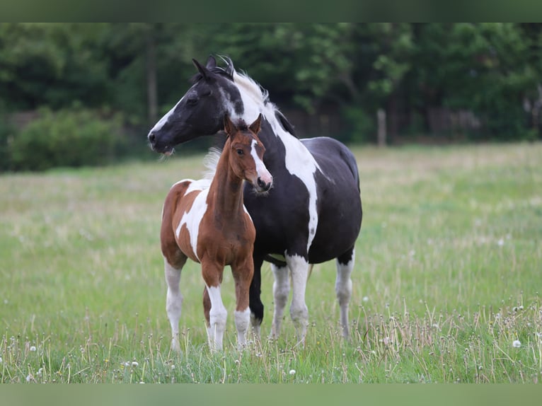 Pintos Hengst Fohlen (03/2025) 165 cm Tobiano-alle-Farben in Wanderup