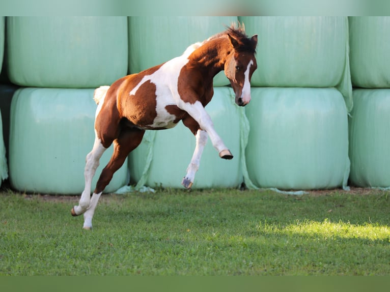 Pintos Hengst Fohlen (03/2025) 165 cm Tobiano-alle-Farben in Wanderup