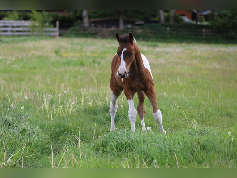 Pintos Hengst Fohlen (03/2025) 165 cm Tobiano-alle-Farben in Wanderup