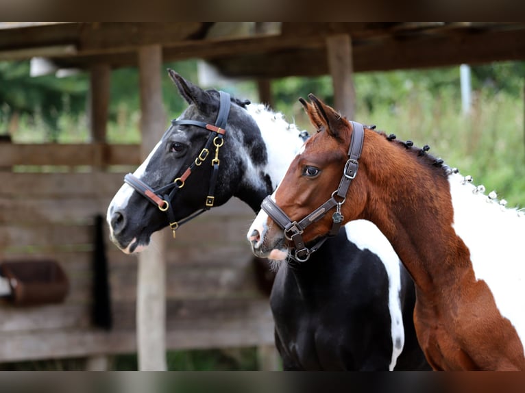 Pintos Hengst Fohlen (03/2025) 165 cm Tobiano-alle-Farben in Wanderup